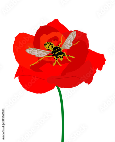 Red rose flower and bee vector illustration isolated. Beautiful plant with insect suck nectar. Pollination of a flower. Useful little animal bee produces honey in garden.