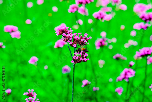 Honey bee collecting nectar from verbena bonariensis flower in a field of purple flowers.