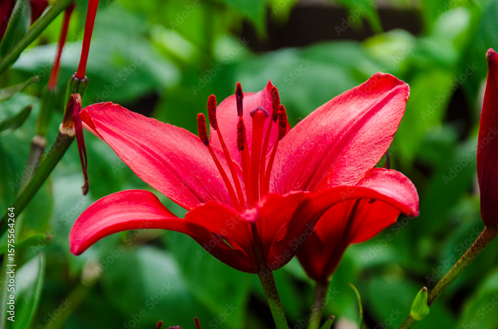 Fototapeta premium Beautiful red lilies in an urban garden