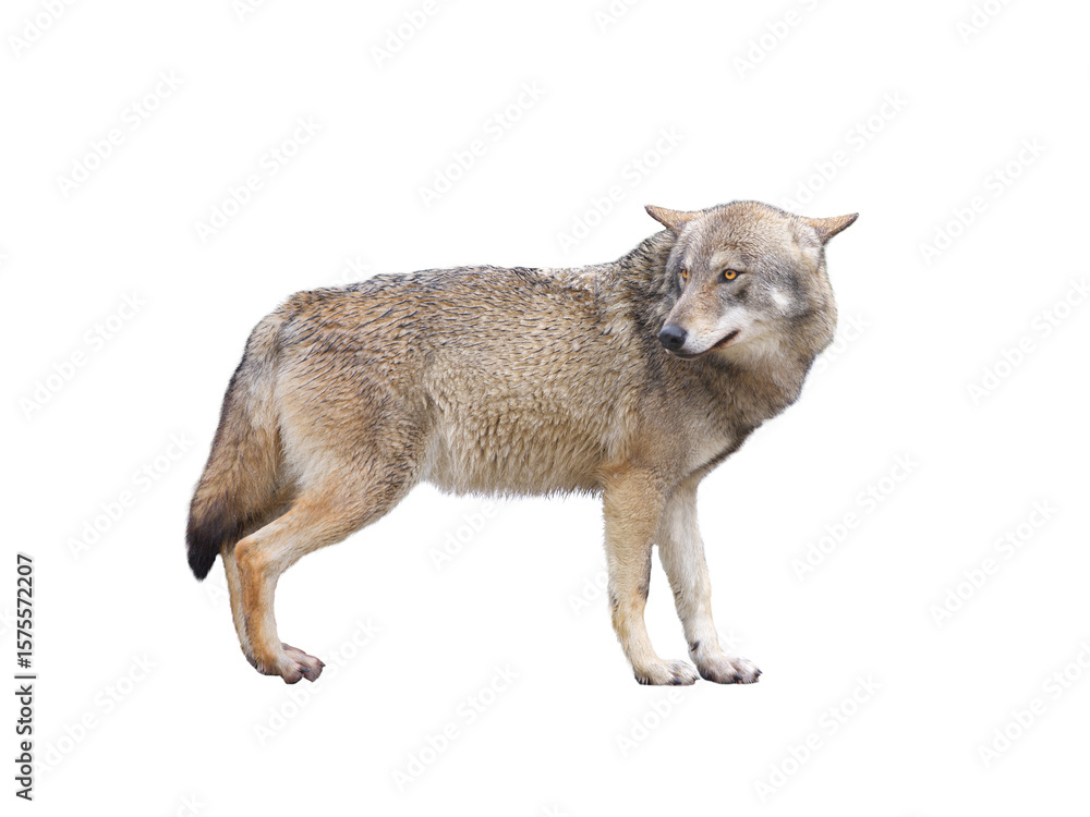 Obraz premium gray wolves isolated on white background