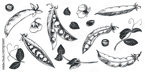 Vector set with green pea pods, leaves, flowers and shoots. Bean pod, seeds visible. Imitation of engraving technique. Useful vegetable crop. Peas are hand-drawn with black ink on a white background.