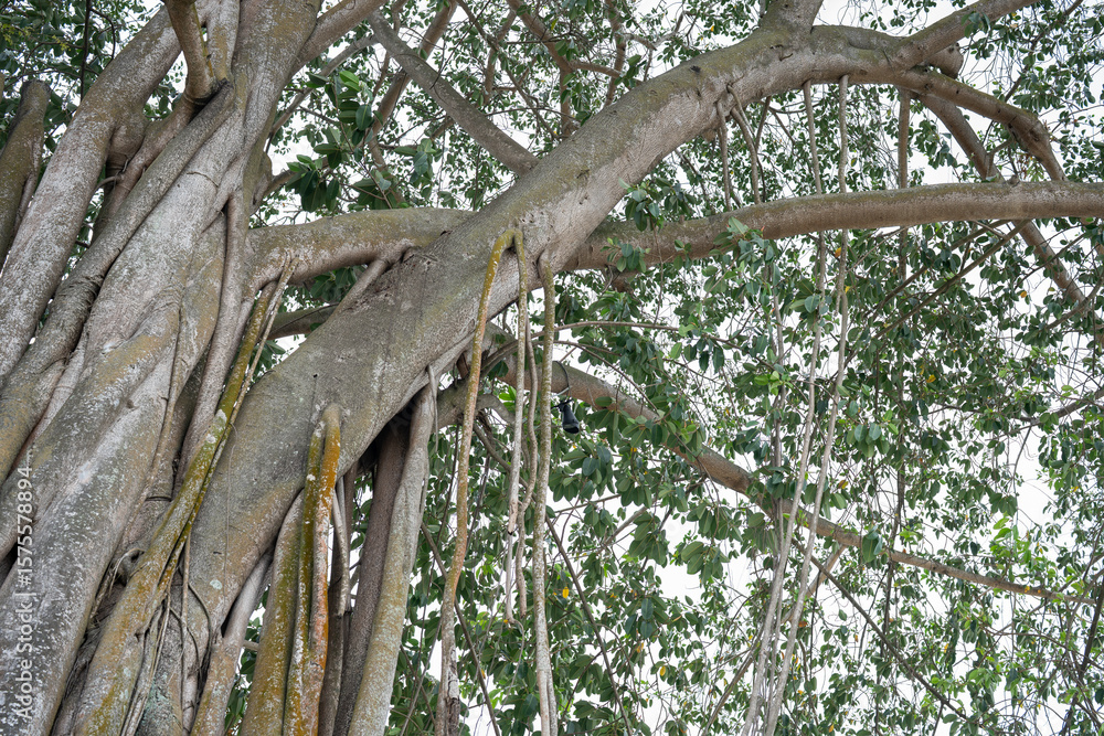 Obraz premium Large banyan tree with aerial roots and dense foliage against a bright sky, low angle.