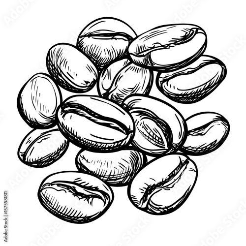Coffee beans illustrated in a sketched style, vector icons in sketch food and drinks