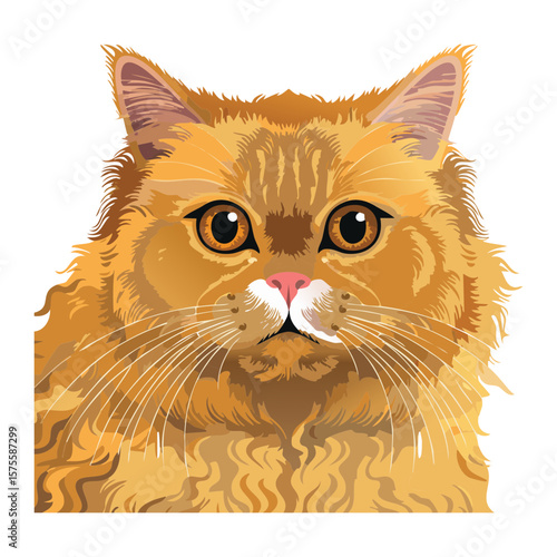 Fluffy Orange Persian Cat Head and Shoulders Portrait