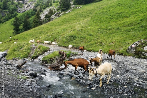 Wallpaper Mural herd of sheep in Switzerland  Torontodigital.ca