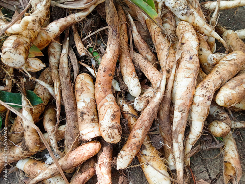 Foto Garut tubers or ararut or irut (maranta arundinacea), can be fried, steamed or processed into flour