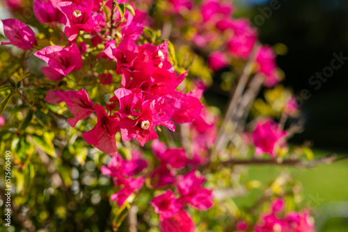 Bright pink bougainvillea blossoms and green leaves glowing under sunlight on woody stems in garden