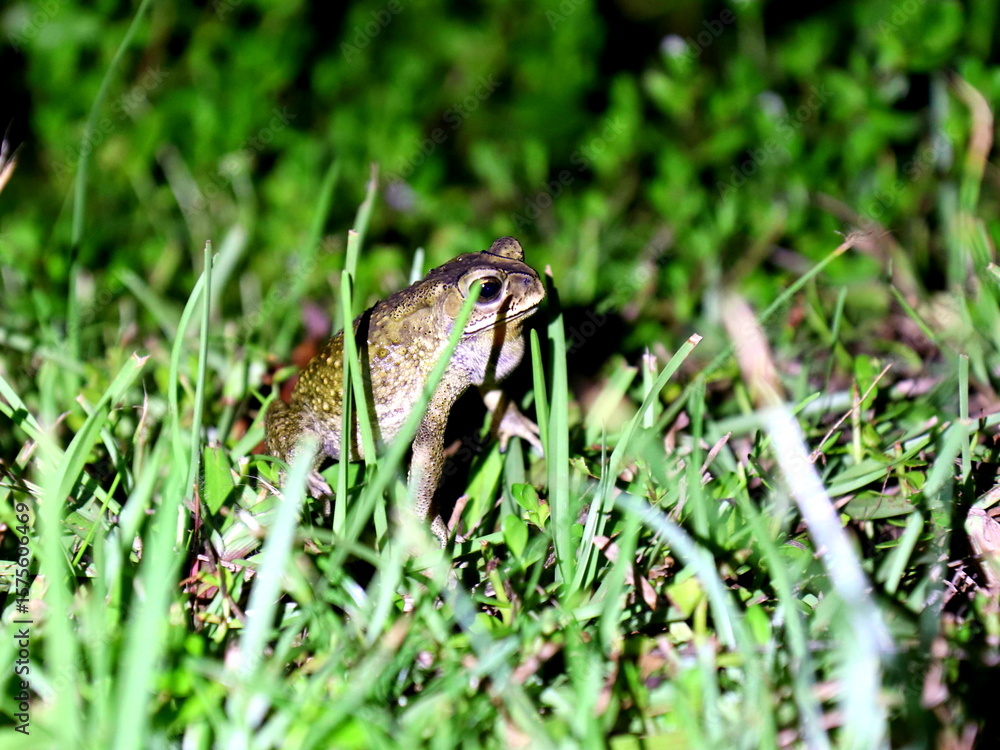 Toad in the Grass at Night – Nocturnal Wildlife Close-Up Toad in the Grass at Night – Nocturnal Wildlife Close-Up
