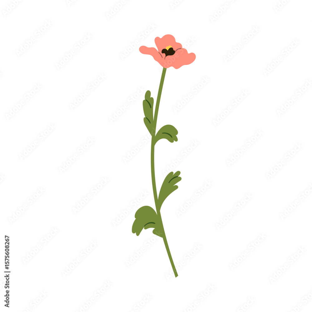 Poppy, floral blossom. Delicate gentle flower bloom. Summer garden plant with beautiful petals, stem, leaves. Nature decoration. Botanical flat vector illustration isolated on white background Poppy, floral blossom. Delicate gentle flower bloom. Summer garden plant with beautiful petals, stem, leaves. Nature decoration. Botanical flat vector illustration isolated on white background