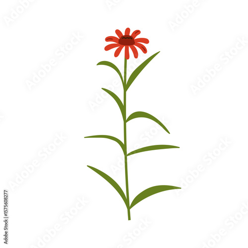 Echinacea, flower bloom. Coneflower branch with delicate petals, stem, leaves...