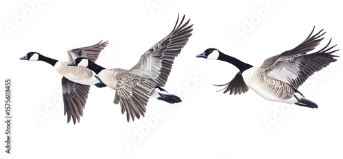 Three Canada Geese in Flight