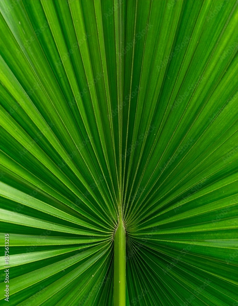 Obraz premium A closeup of a green palm leaf reveals its intricate texture