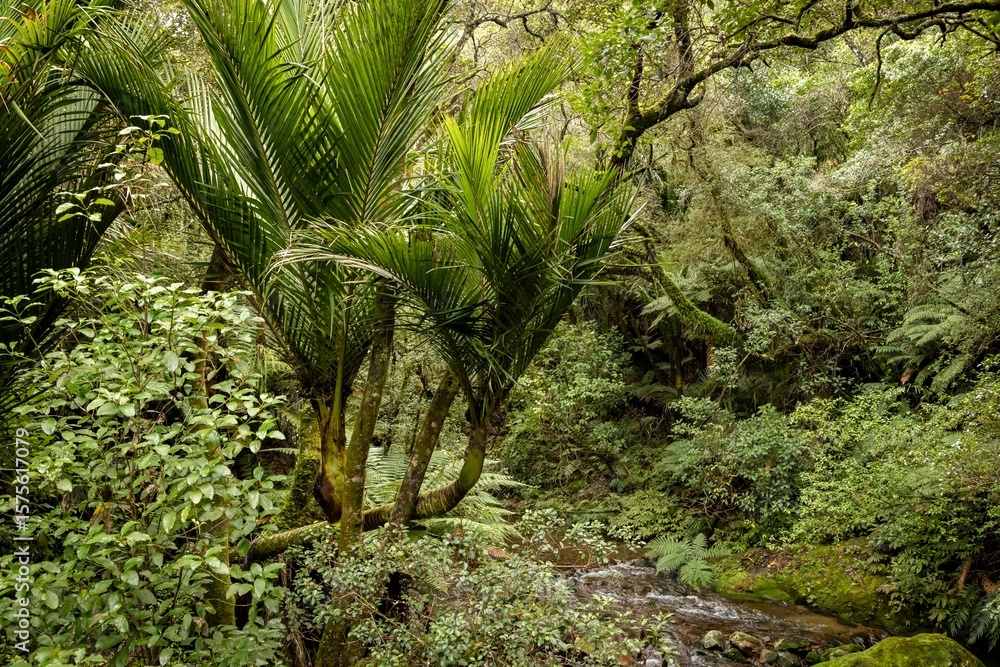 Fototapeta premium Lush rainforest scene in New Zealand. A stream flows through the dense vegetation, surrounded by ferns, trees, and nikau palms. The image captures the beauty and tranquility of nature.