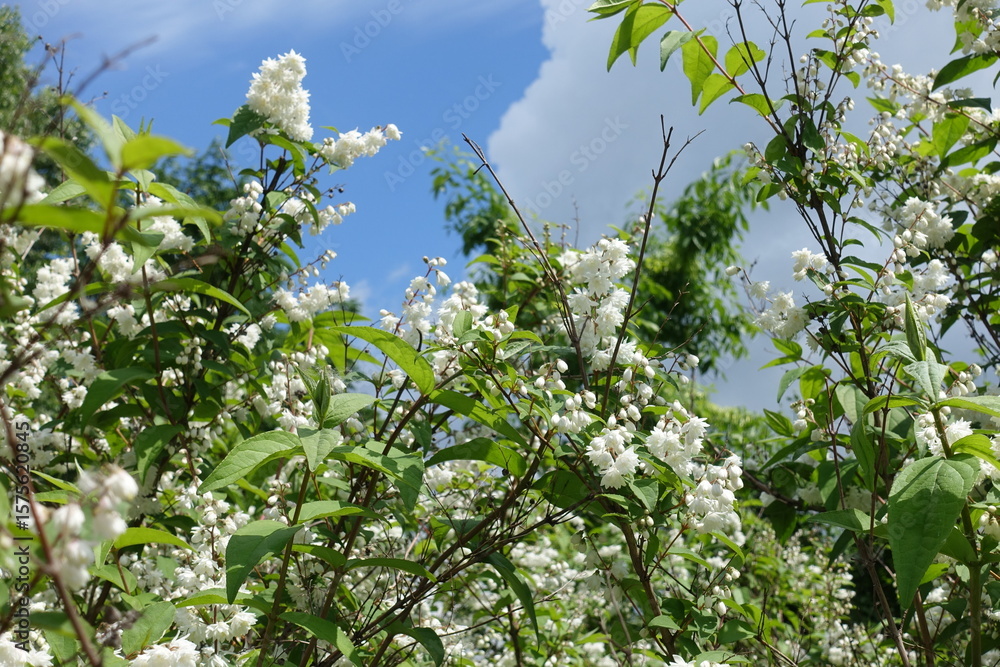 Fototapeta premium Branches of blossoming double Deutzia crenata against blue sky in June