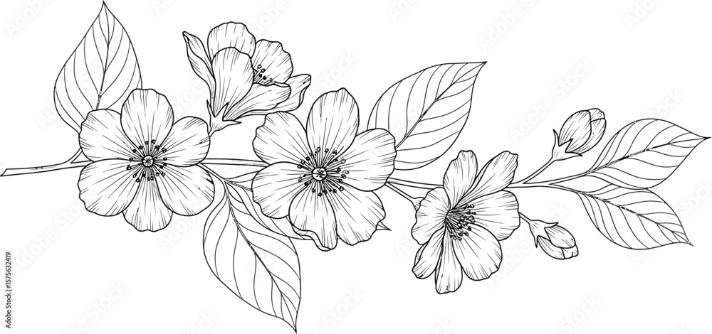 Detailed line drawing of flowering branch with leaves and flower buds Detailed line drawing of flowering branch with leaves and flower buds