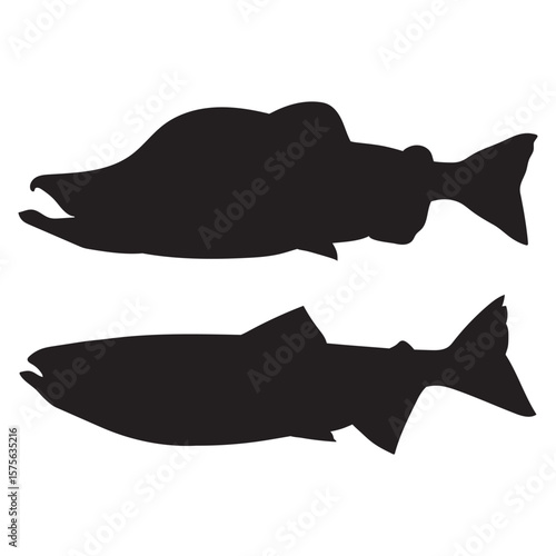 Salmon fish, seafood, sketch. Vintage retro print, seafood salmon fish sketch, sea life vector Illustration