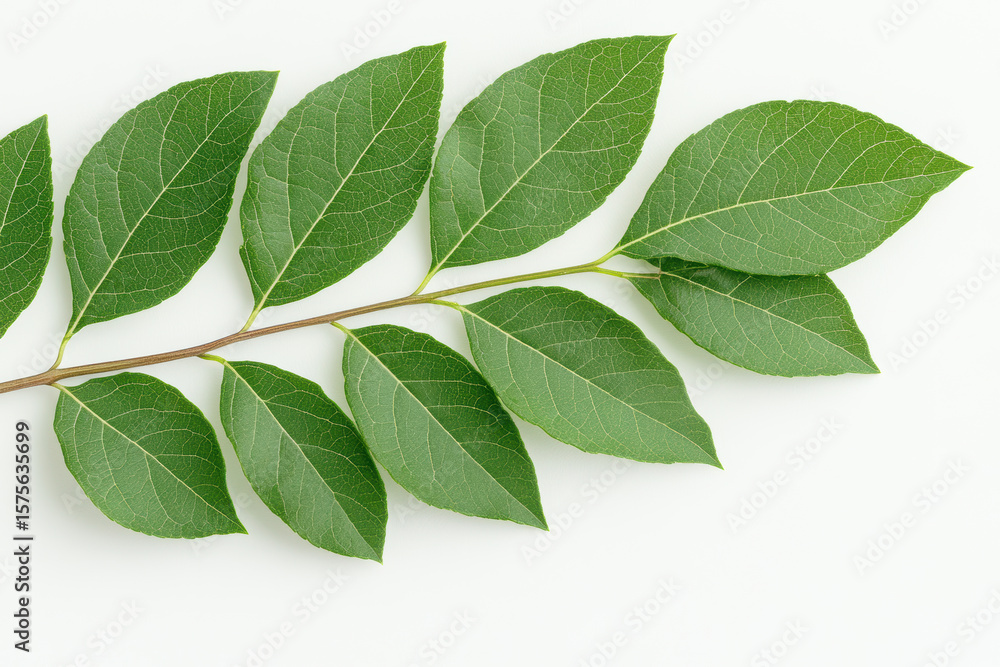 Obraz premium Green ash leaves arranged in a flat lay on a white background showcasing veins and pinnate structure