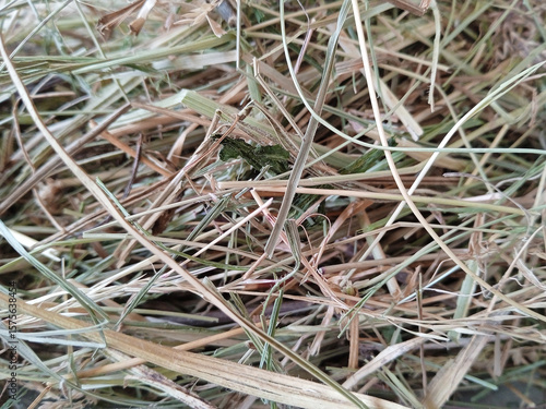 Dry hay close-up showing a textured tangle of straw and grass. Natural agricultural material, ideal for farming, animal feed, and rustic backgrounds