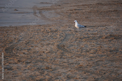A sea gull in Valencia, Spain on the beach watching sunrise