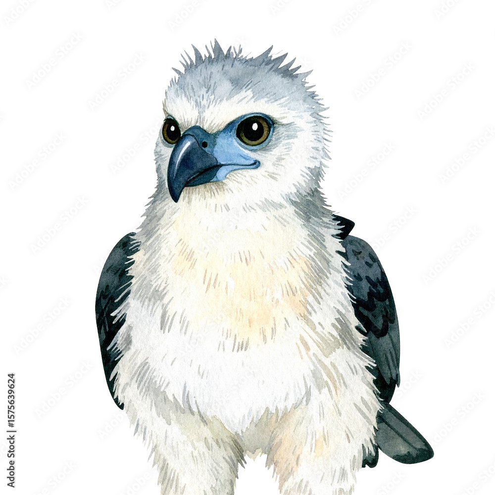 Obraz premium Watercolor White Bellied Sea Eagle: Detailed watercolor illustration of a majestic white bellied sea eagle with striking plumage