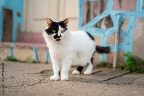 Canvas Print Black and white cat on a sidewalk.