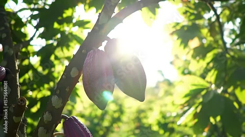 Two Ripe Cacao Pods Hang from Branch in Sunlight Featuring Pink and Green Fruits and Lush Green Foliage Against a Sunny
