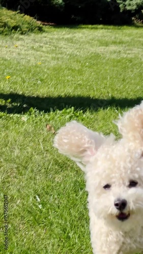 Vertical screen: joyful small white dog running playfully across lush green grass, moving in slow motion toward camera within fenced backyard setting. Excited white dog frolicking across verdant lawn