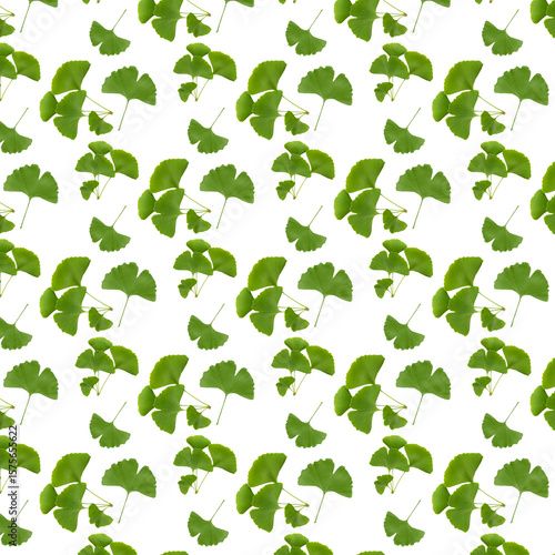 Ginkgo biloba leaves pattern on white background.