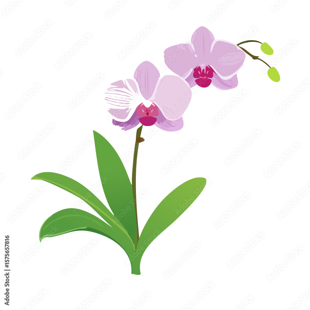 Fototapeta premium Elegant Orchid Flower Illustration in Vector Format for Creative Projects