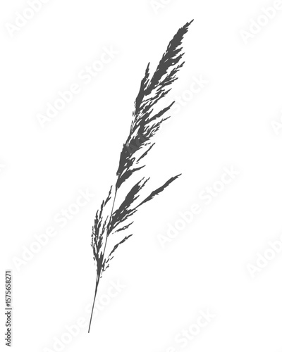 Silhouette of branch of meadow grass Calamagrostis acutiflora. Imprint black on white. Vector illustration