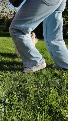 Vertical screen: white small dog running joyfully across verdant lawn, racing toward owner with playful energy and pure happiness captured in vibrant slow motion sequence. White small dog wagging tail