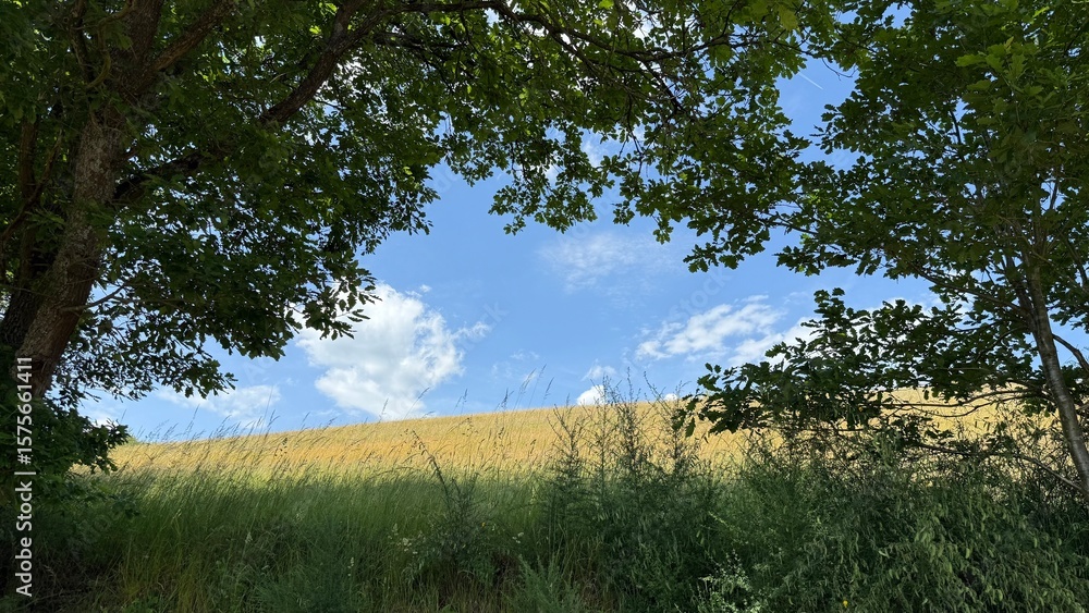 Summer meadow framed by green trees under blue sky Summer meadow framed by green trees under blue sky
