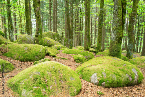 Steinriesen im Wald