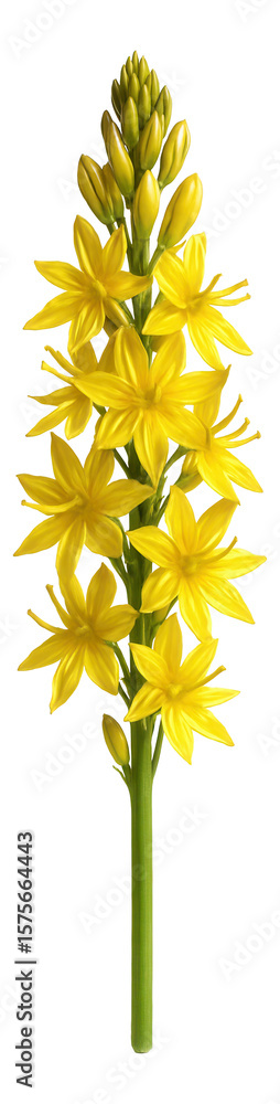 Fototapeta premium Bog asphodel flower spike with yellow star-shaped blossoms and thin stalk