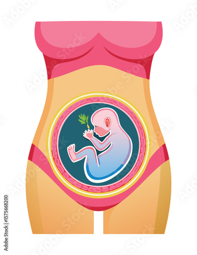 Pregnant Belly with Baby Fetus Development