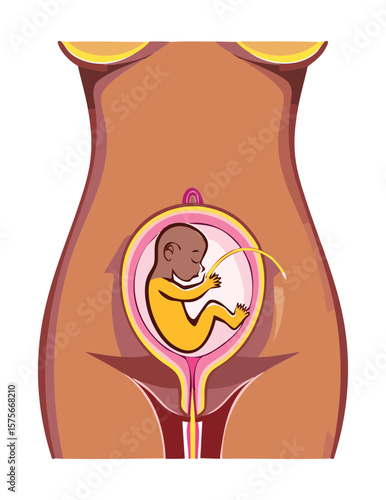 Pregnant Woman's Belly Showing Baby Fetus