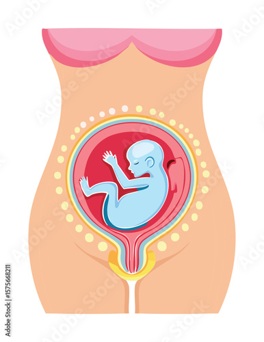Pregnant Belly with Baby Fetus Inside Womb