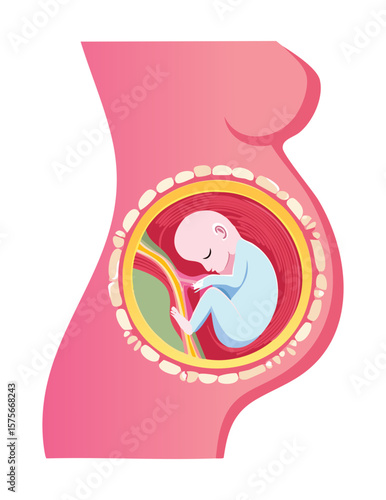 Close-up of Fetus Inside Pregnant Woman's Belly