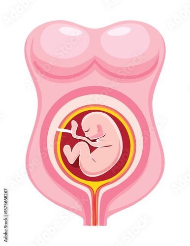 Cross-Section of Pregnant Woman Showing Fetus