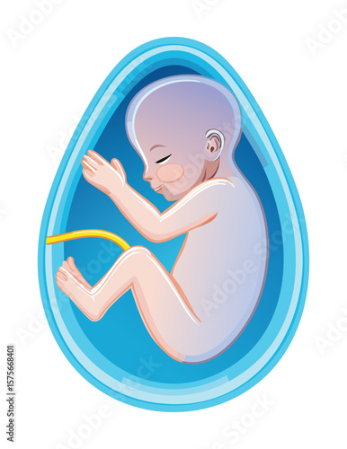 Blue Fetus with Umbilical Cord Illustration