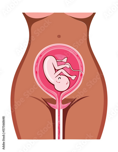 Pregnant Belly Showing Fetus Development Illustration