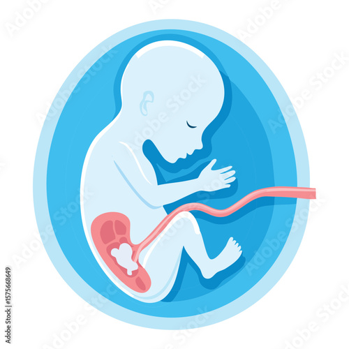 Blue Fetus with Umbilical Cord in Womb