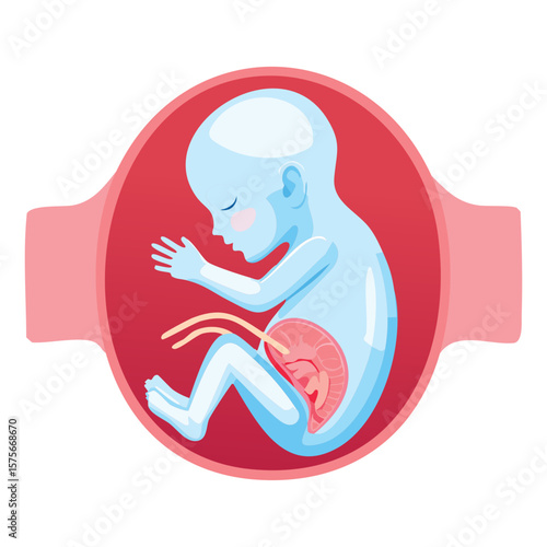 Blue Fetus Inside Red Uterus Illustration