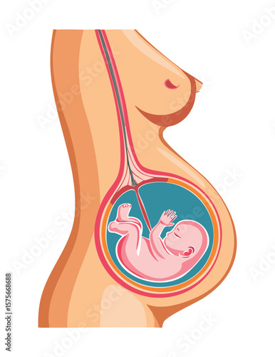 Anatomy of Pregnant Woman Showing Fetus