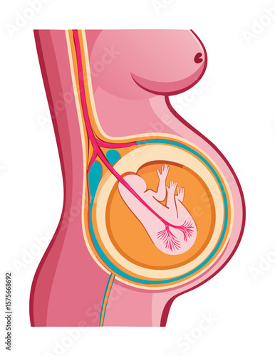 Pregnant Woman Side View Fetus Inside