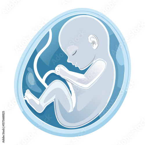 Blue Fetus Curled Inside Womb Illustration