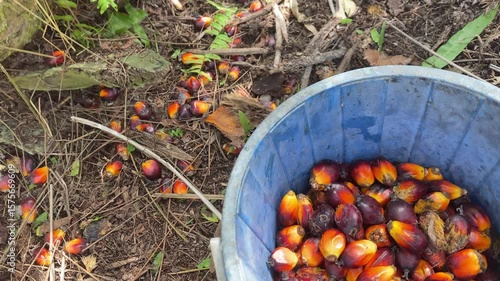 Ripe oil palm fruits lie scattered on the ground. An unseen hand is collecting them into a blue bucket.