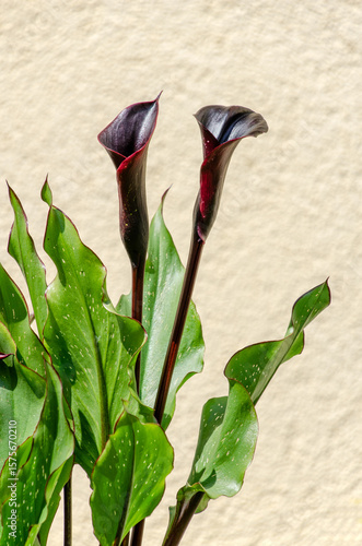 Blühende Calla in der Sonne