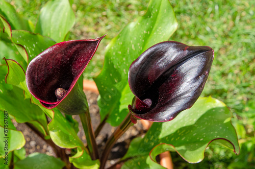 Schöne, schwarze Callablüte im Garten