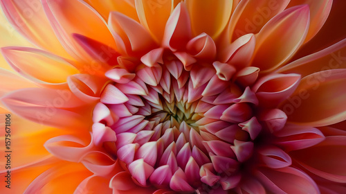 dahlia flower closeup